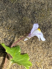 Cymbalaria muralis