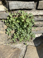 Cymbalaria muralis