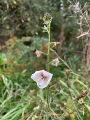 Verbascum blattaria
