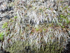 Grimmia pulvinata