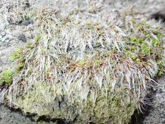 Grimmia pulvinata