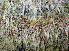 Grimmia pulvinata