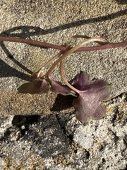 Cymbalaria muralis