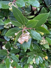Arbutus unedo
