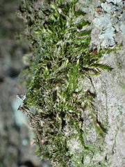 Bryopsida