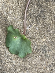 Cymbalaria muralis