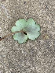 Cymbalaria muralis