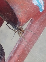 Agelenopsis