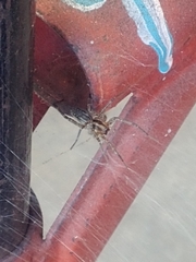 Agelenopsis