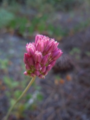 Allium pruinatum