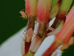 Macrosiphum gaurae