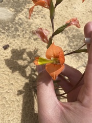 Gladiolus pulcherrimus
