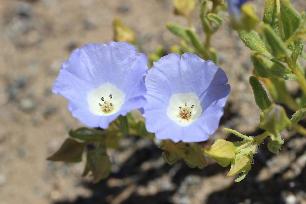 Chilean bellflowers