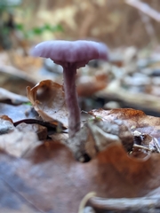 Laccaria amethystina