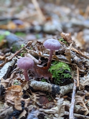 Laccaria amethystina
