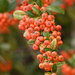 Firethorn - Photo (c) josefwirth, some rights reserved (CC BY-NC), uploaded by josefwirth