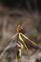 Caladenia magniclavata