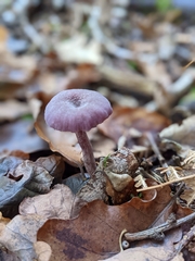 Laccaria amethystina