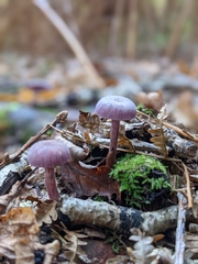 Laccaria amethystina