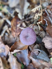 Laccaria amethystina