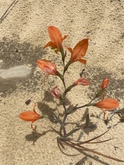 Gladiolus pulcherrimus