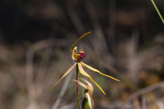 Caladenia magniclavata