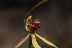 Caladenia magniclavata