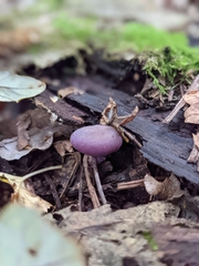 Laccaria amethystina
