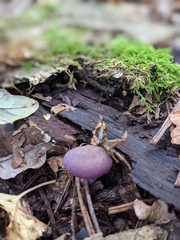 Laccaria amethystina