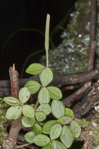 Peperomia tetraphylla