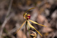 Caladenia magniclavata