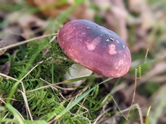 Russula