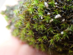 Syntrichia ruralis