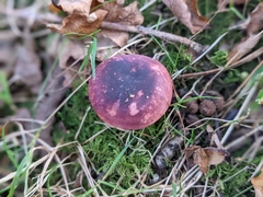 Russula