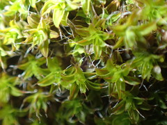 Syntrichia ruralis
