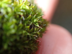 Syntrichia ruralis
