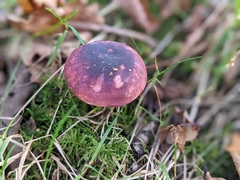 Russula