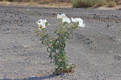 Argemone munita rotundata