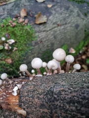 Oudemansiella mucida