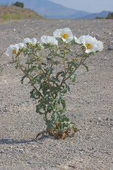 Argemone munita rotundata