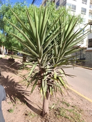Agave karwinskii