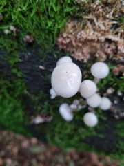 Oudemansiella mucida