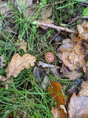 Fungi