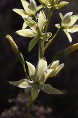 Thelymitra villosa