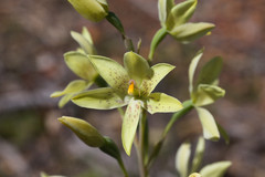 Thelymitra villosa