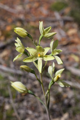 Thelymitra villosa