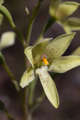Thelymitra villosa
