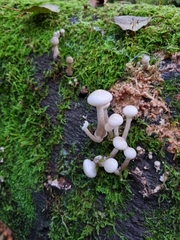 Oudemansiella mucida
