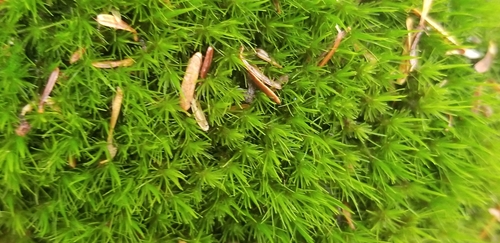 Image of Dicranum viride by (c) Micki Colbeck, some rights reserved (CC BY)