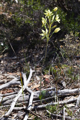 Thelymitra villosa